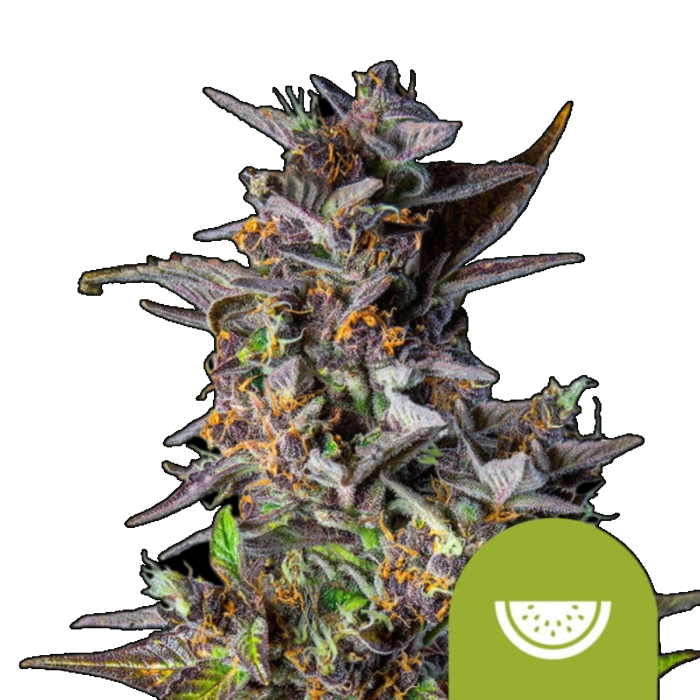Watermelon Auto