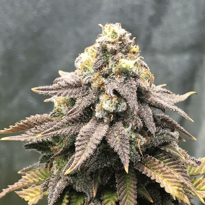 Cali Mango Mass Feminized