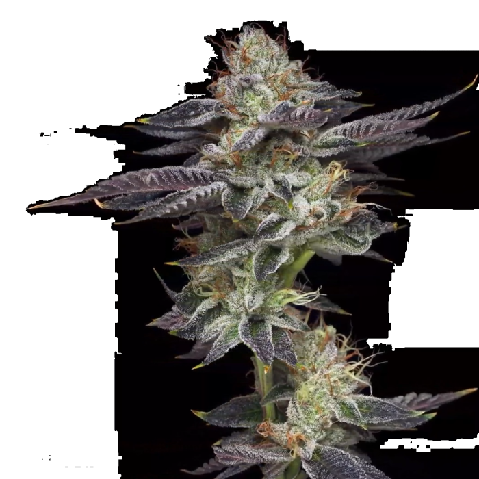 Candy Fumez Feminized
