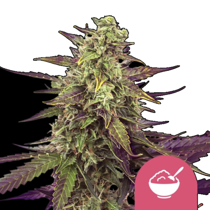 Cereal Milk Feminized