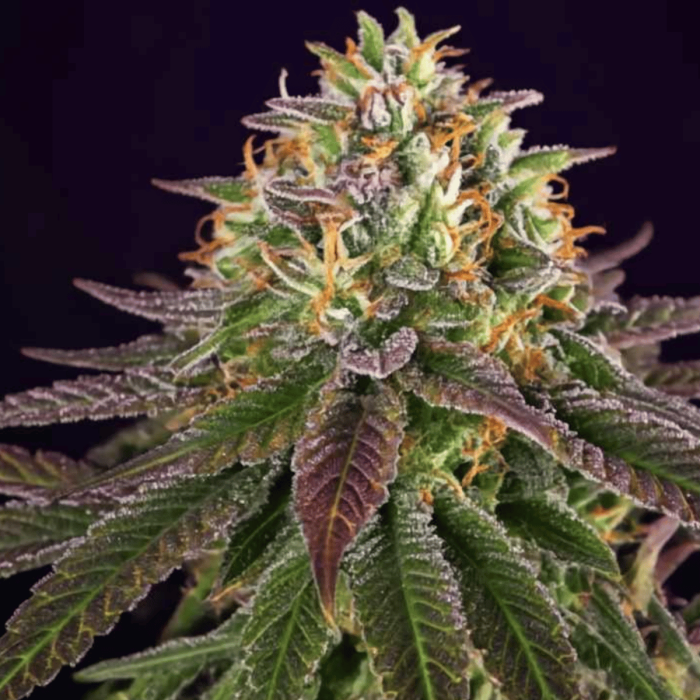 Cherry Moonrocks Feminized