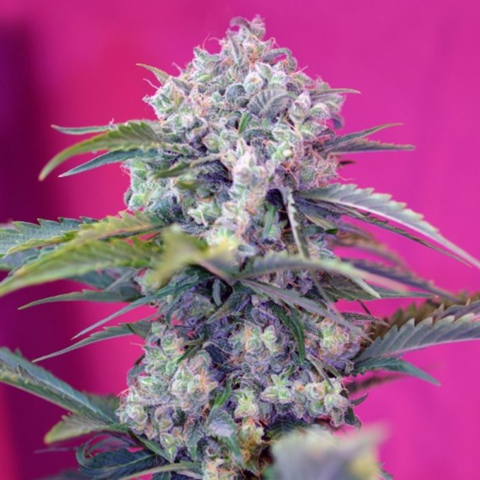 Cream Mandarine Auto