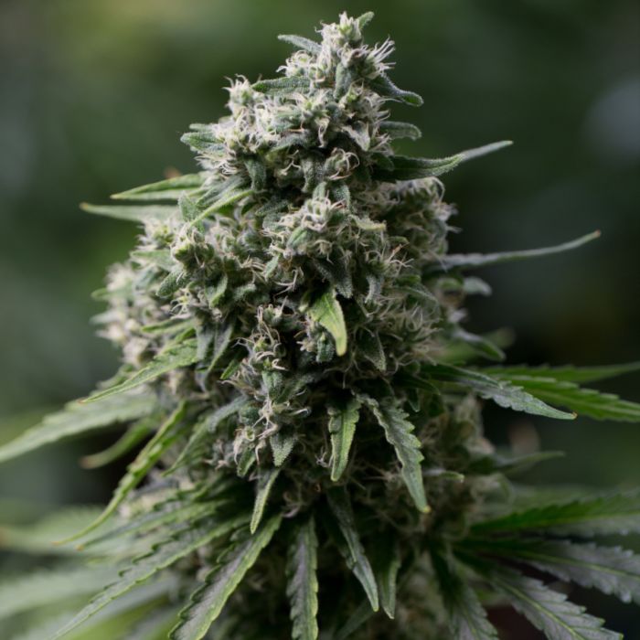 Critical 2.0 Feminized Seeds