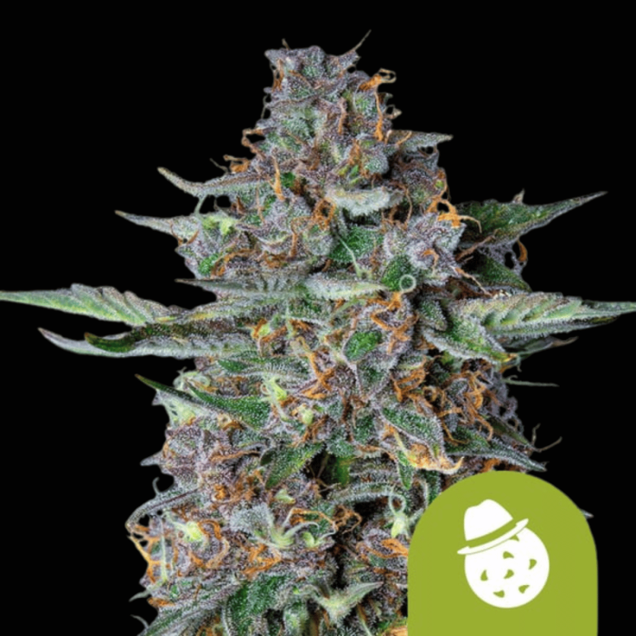 Do-Si-Dos Auto
