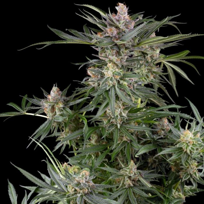 Dosimosa Feminized