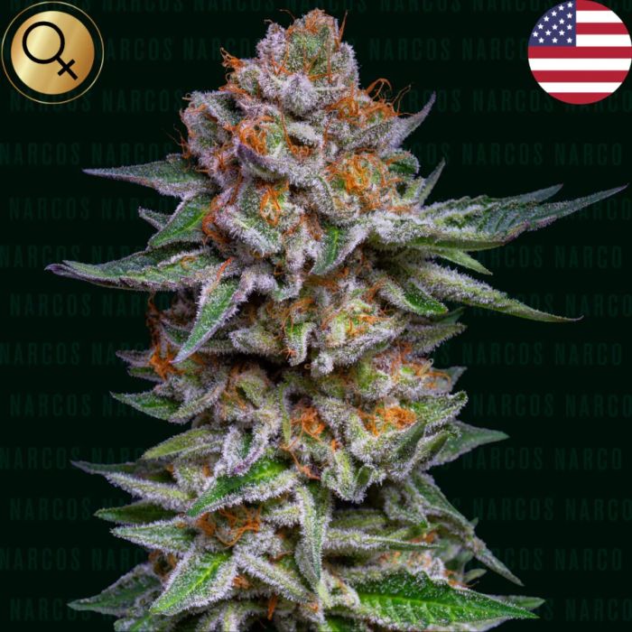 El Patrón Dosidos Feminized