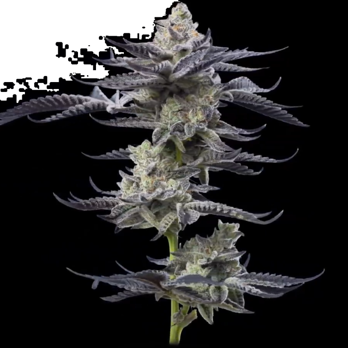 Gary Payton Feminized