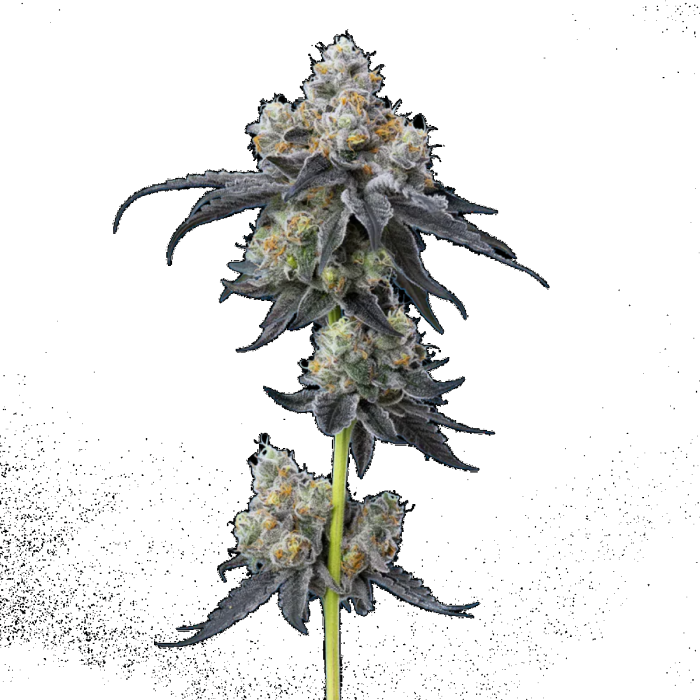 Gelato 33 Feminized