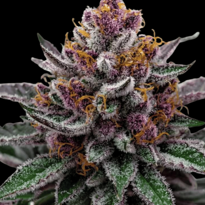 GlitterBomb 3n Triploid Cannabis Seeds