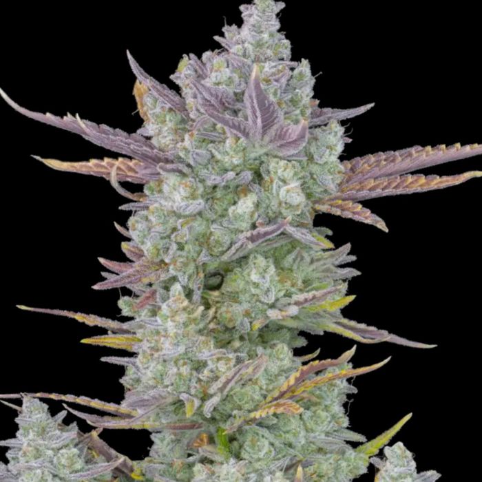 Gorilla Cookies Auto by Fast Buds