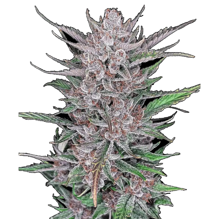 Gorilla Punch Auto