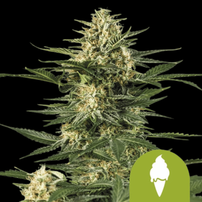 Green Gelato Autoflower Seeds