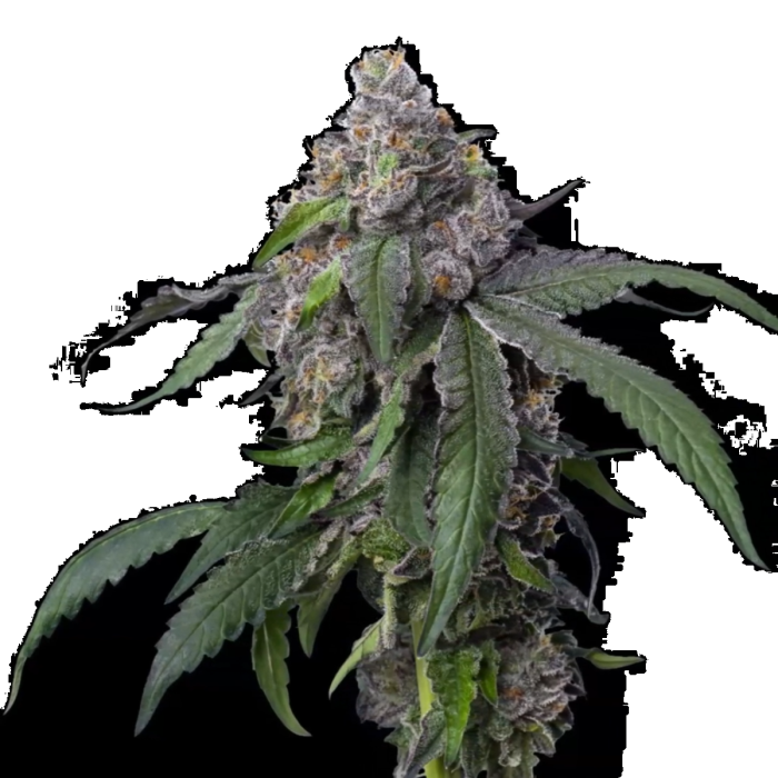 Gush Mints Feminized