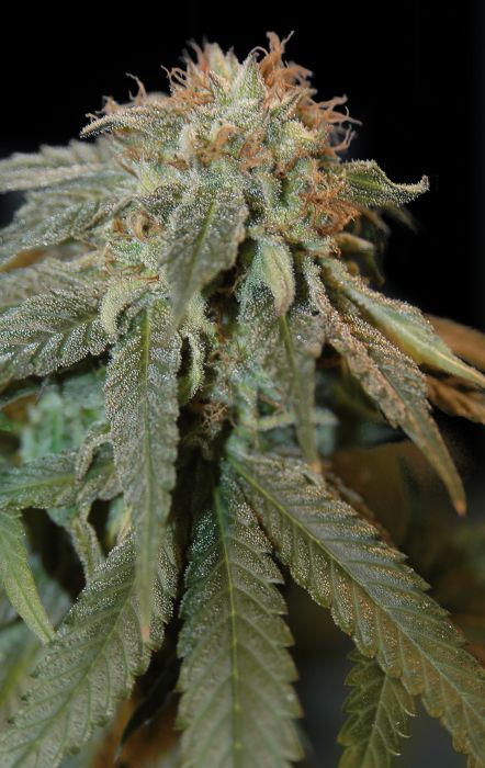 Haoma Feminised Seeds