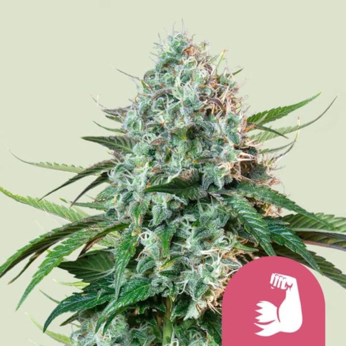 HulkBerry Feminized