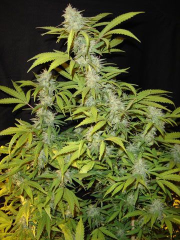 Killa Watt Feminised Seeds