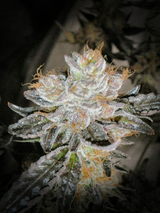 LA Affie Regular Seeds