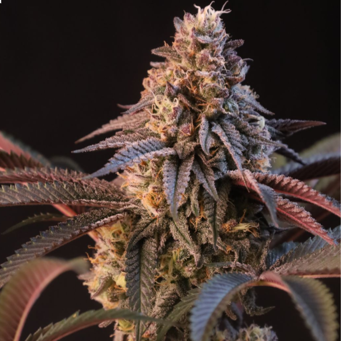 Lemon Cherry Runtz Auto