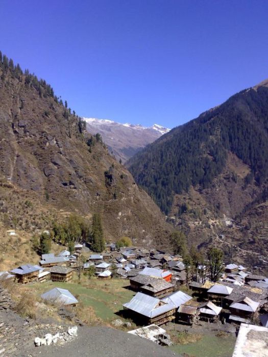 Malana Regular Seeds