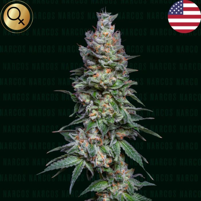 Medellin Mints Feminized