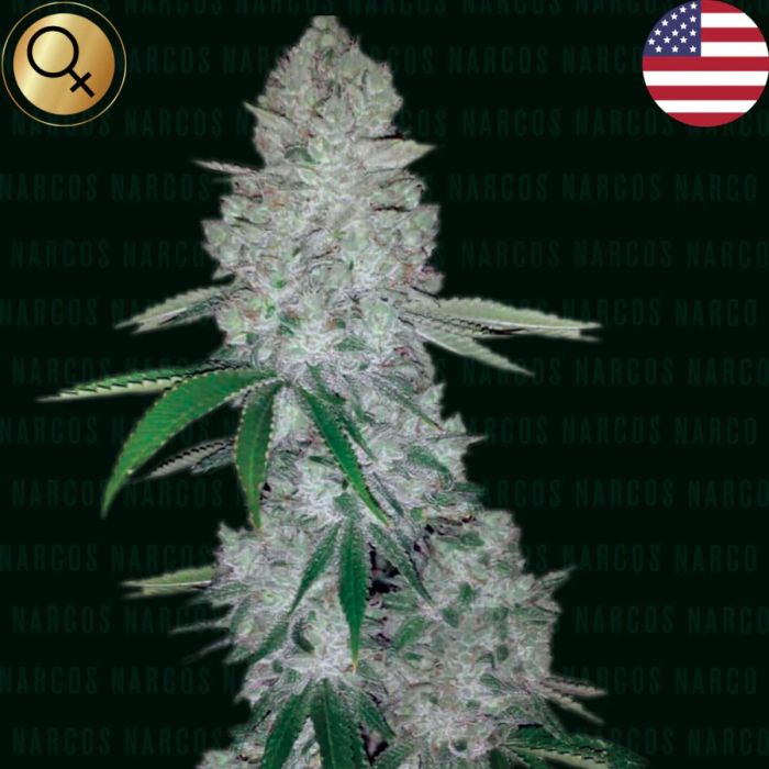 Miami Sunset OG Feminized