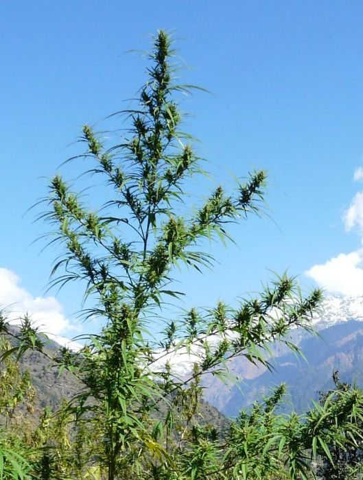 Nanda Devi Regular Seeds