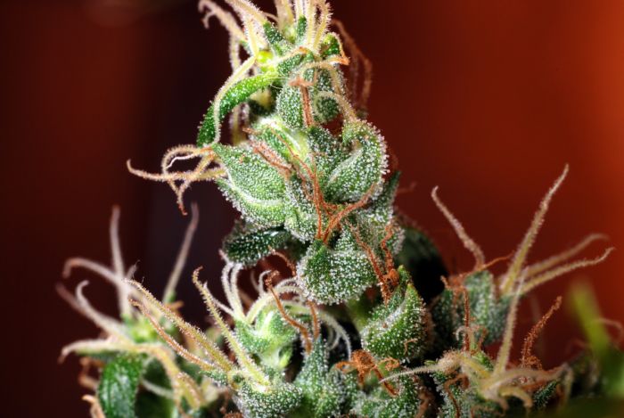 Nitro Express Regular Seeds