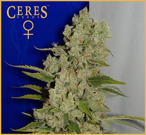 White Widow Feminised Seeds