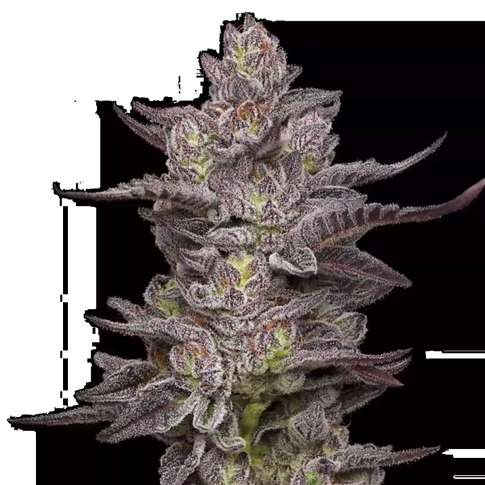 Oreoz Feminized