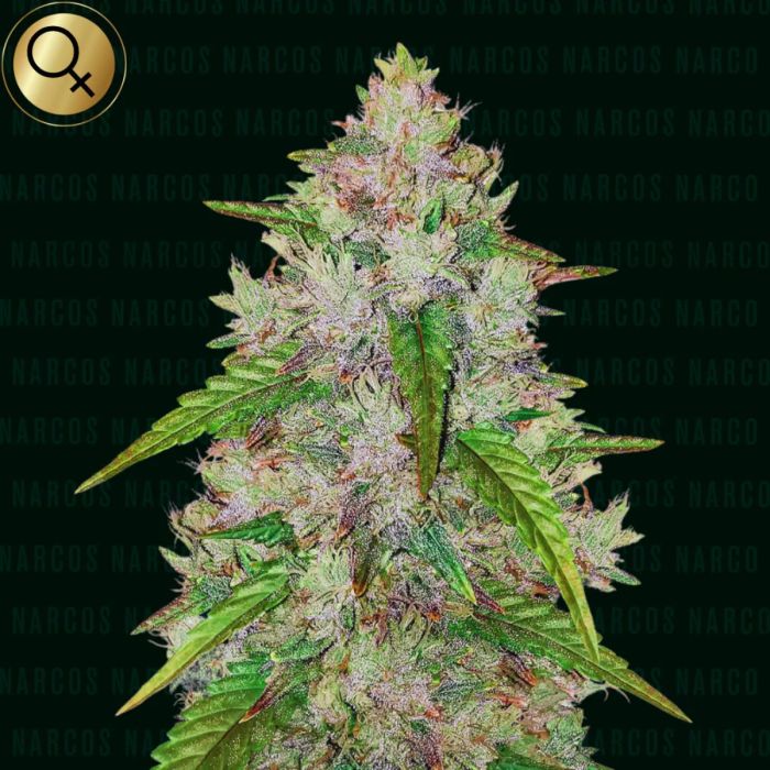 Pablo's Gelato Gold Auto