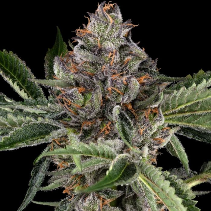 Papaya Jealousy Feminized