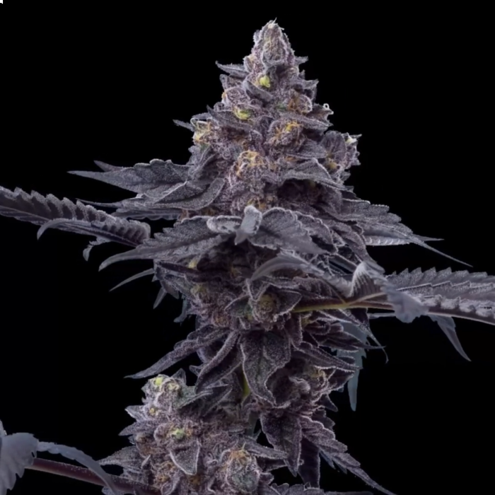 Peanut Butter Breath Feminized