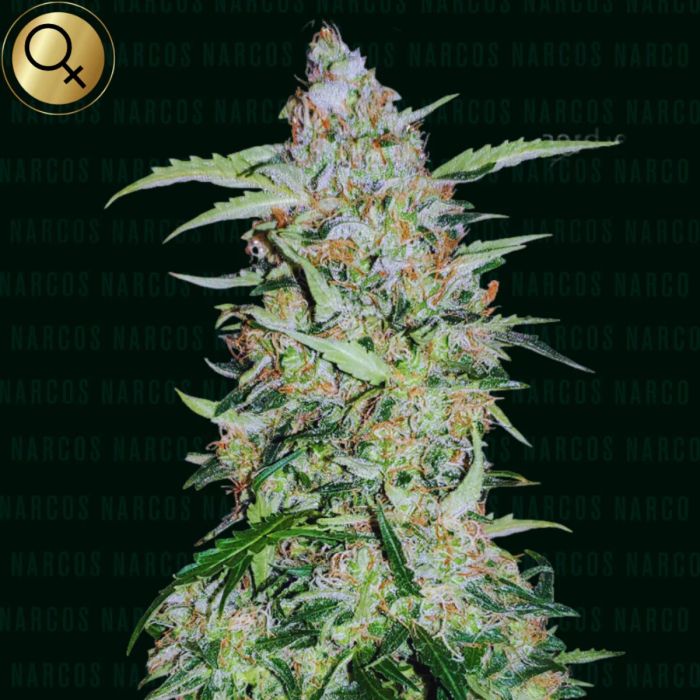 Popeye's Cookies Feminized