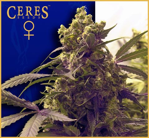Purple Feminised Seeds