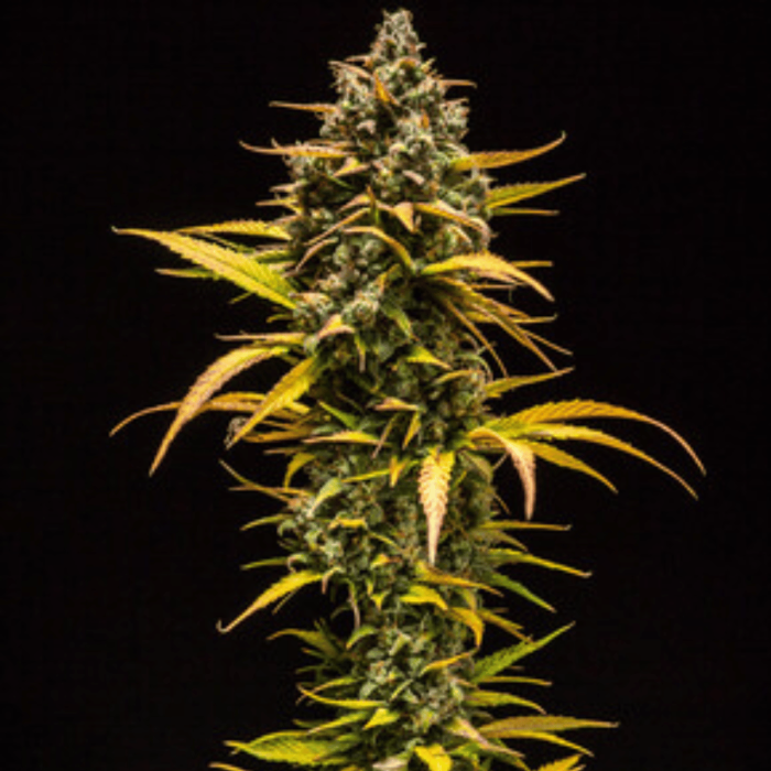 Purple Queen Auto Cannabis Seeds