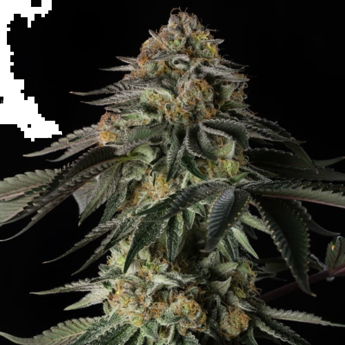 Rainbow Gas Feminized