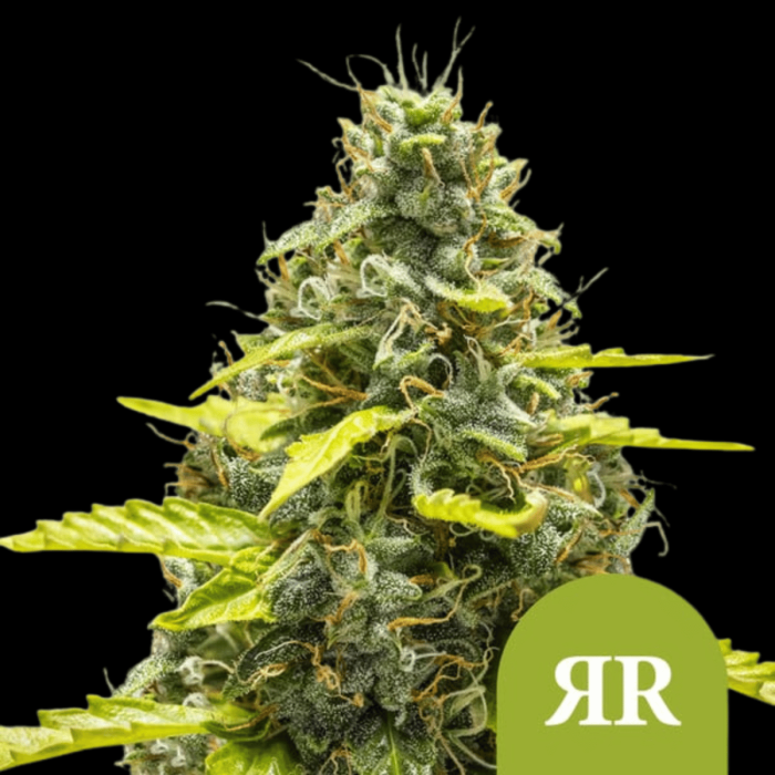 Royal Cookies Auto