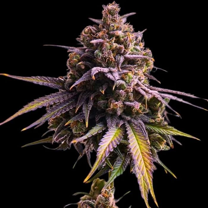 Auto RS11 Feminized