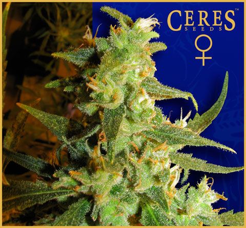 Skunk Haze Feminised Seeds