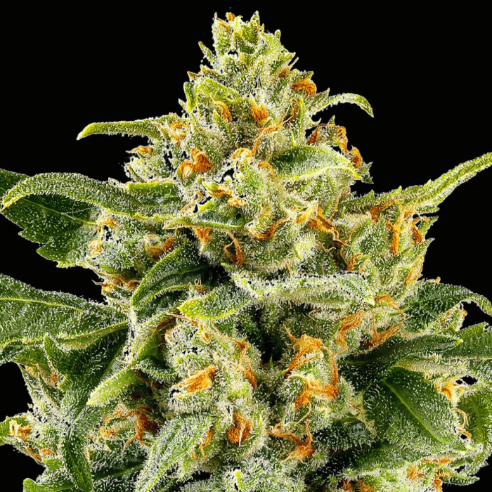 Skunk #1 Feminized Cannabis Seeds