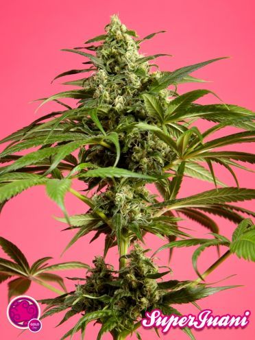 Spicy CBD Feminised Seeds