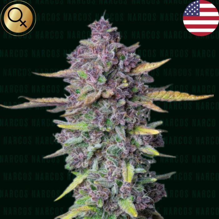Sueño Purple Punch Feminized