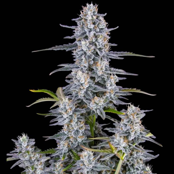 Super Boof Auto