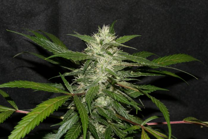 Sweet Chunk BX1 Regular Seeds