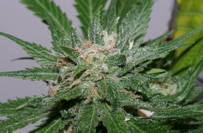 Sweet Pink Grapefruit Regular Seeds