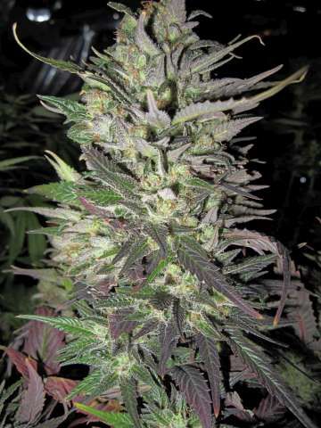 Thunder Bud Feminised Seeds