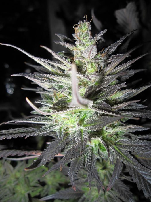 Thunderbud Haze Feminised Seeds