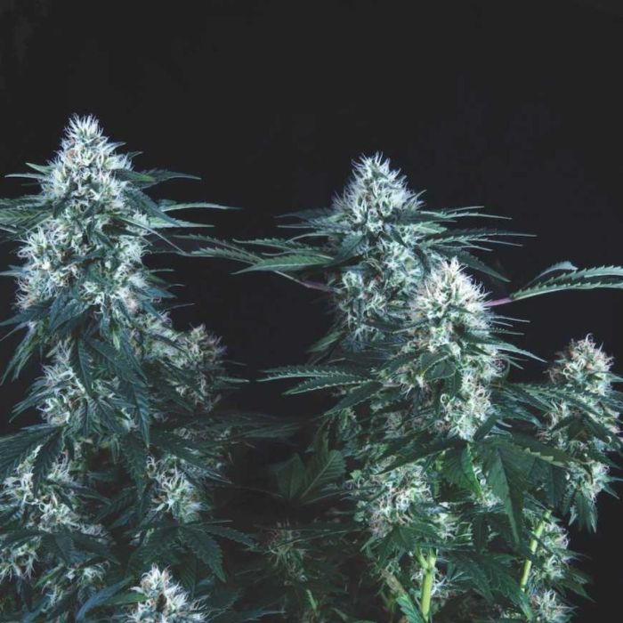 Tutankhamon Fast Feminized