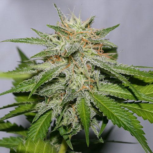 Victory Kush Regular Seeds