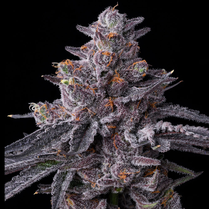 Zillions Feminized Cannabis Seeds